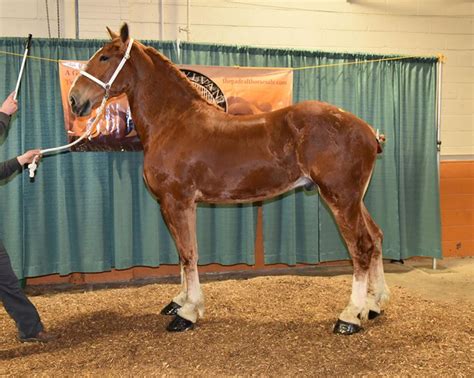 com 2022 June 3-5 Seymour <b>Draft</b> <b>Horse</b> <b>Sale</b>, Topeka, IN 260-5. . Pennsylvania draft horse sale